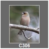 C306