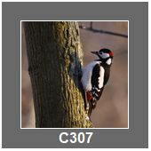 C307