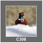 C308