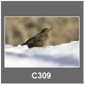 C309