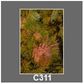 C311