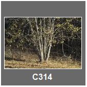 C314