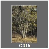 C315
