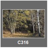 C316