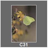 C31