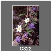 C322