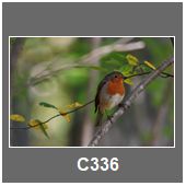 C336