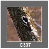 C337