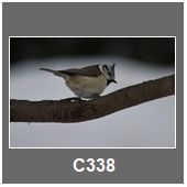 C338