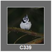 C339