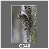 C340