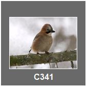 C341