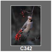 C342
