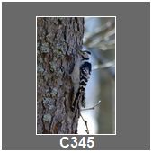 C345