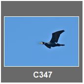 C347
