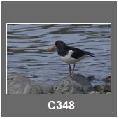 C348