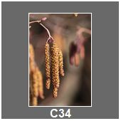 C34