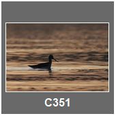 C351