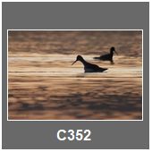 C352