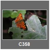 C358