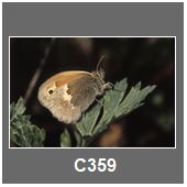 C359