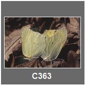 C363