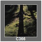 C366