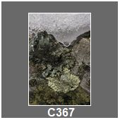 C367
