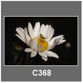 C368
