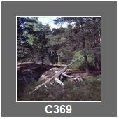 C369
