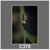C370