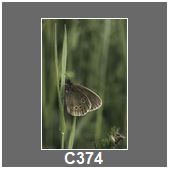 C374