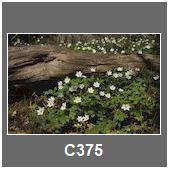 C375