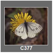 C377