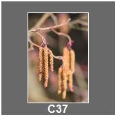 C37