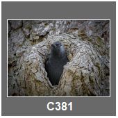C381