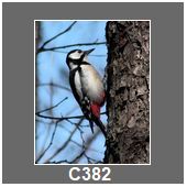 C382
