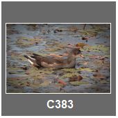 C383