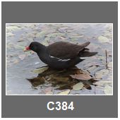 C384