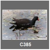 C385