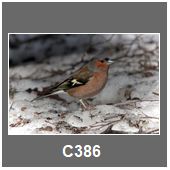 C386