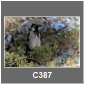 C387