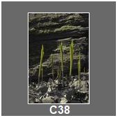 C38