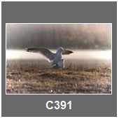 C391