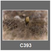 C393