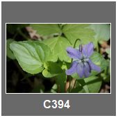 C394