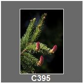 C395