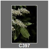 C397