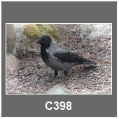 C398