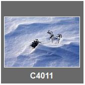 C4011